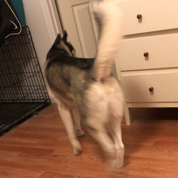 sadpuppy10